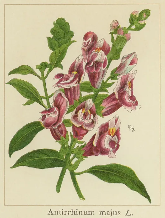 Framed Print : Old chromolithograph illustration of Botany, common snapdragon (Antirrhinum majus) Framed Print : Old chromolithograph illustration of Botany, common snapdragon (Antirrhinum majus)