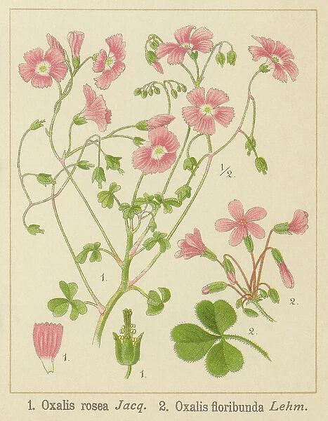 Old chromolithograph illustration of Botany, Oxalis rosea