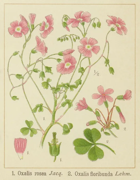 Framed Print : Old chromolithograph illustration of Botany, Oxalis rosea Framed Print : Old chromolithograph illustration of Botany, Oxalis rosea