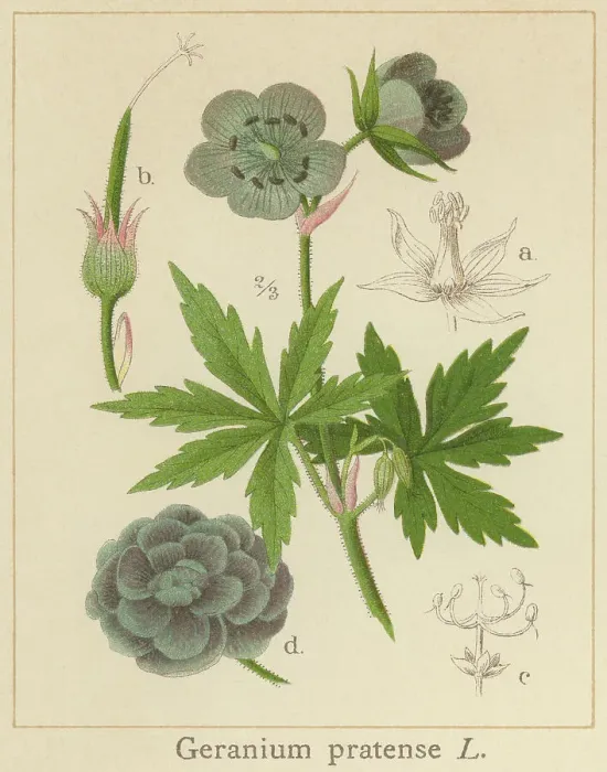 Framed Print : Old chromolithograph illustration of Botany, the meadow crane's-bill or meadow geranium - a species of flowering plant in the family Geraniaceae, native to Europe and Asia