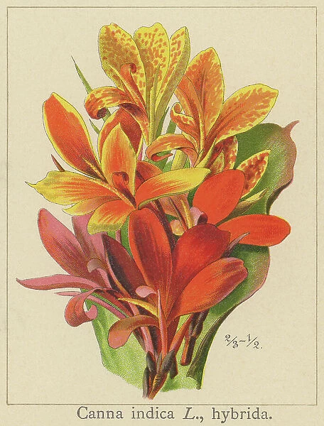 Old chromolithograph illustration of Botany, Indian shot, African arrowroot, edible canna, purple arrowroot or Sierra Leone arrowroot (Canna indica)