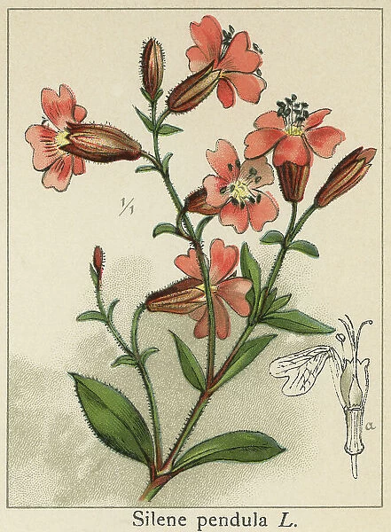 Old chromolithograph illustration of Botany, nodding catchfly or drooping catchfly (Silene pendula)