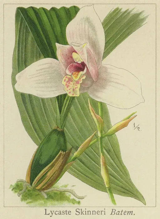 Framed Print : Old chromolithograph illustration of Botany, Lycaste skinneri or Lycaste virginalis - epiphyte orchid, resides in the south of Mexico, Guatemala, El Salvador and Honduras, at an average altitude of 1650 meters above sea level Framed Print : Old chromolithograph illustration of Botany, Lycaste skinneri or Lycaste virginalis - epiphyte orchid, resides in the south of Mexico, Guatemala, El Salvador and Honduras, at an average altitude of 1650 meters above sea level