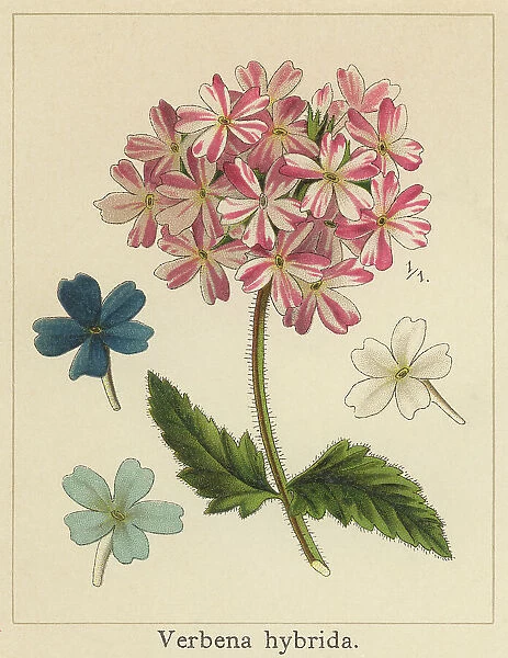 Old chromolithograph illustration of Botany, Verbena, vervain or verveine, a genus in the family Verbenaceae (Verbena x hybrida)