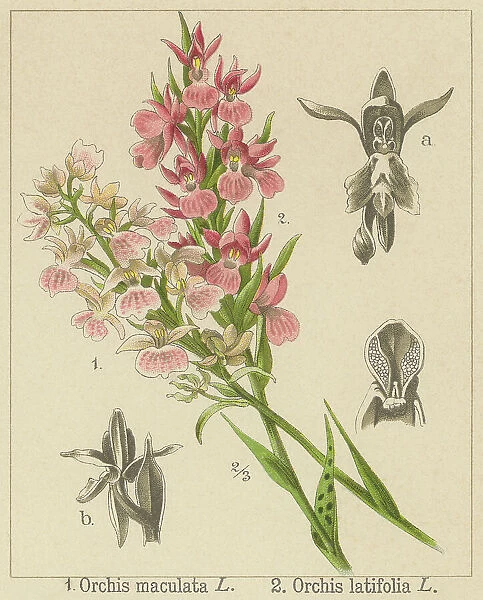 Old chromolithograph illustration of Botany, early-purple orchid, early spring orchis (Orchis mascula) and early marsh-orchid (Orchis latifolia)