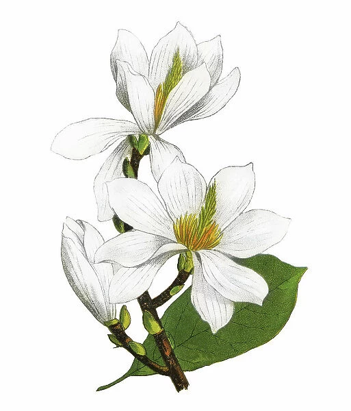 Old chromolithograph illustration of Botany, lilytree or Yulan magnolia (Magnolia denudata)