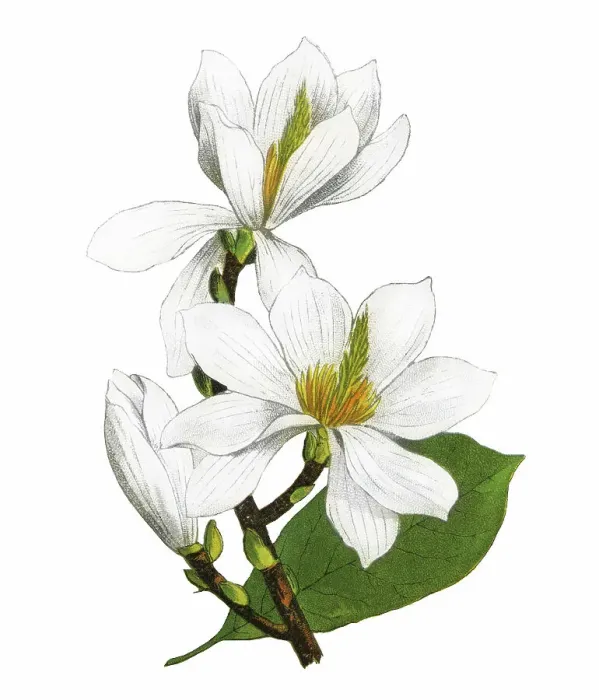 Framed Print : Old chromolithograph illustration of Botany, lilytree or Yulan magnolia (Magnolia denudata) Framed Print : Old chromolithograph illustration of Botany, lilytree or Yulan magnolia (Magnolia denudata)