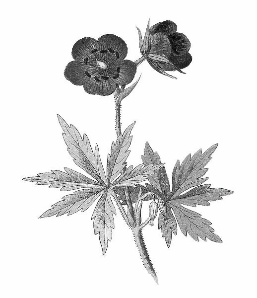 Old chromolithograph illustration of Botany, the meadow crane's-bill or meadow geranium - a species of flowering plant in the family Geraniaceae, native to Europe and Asia