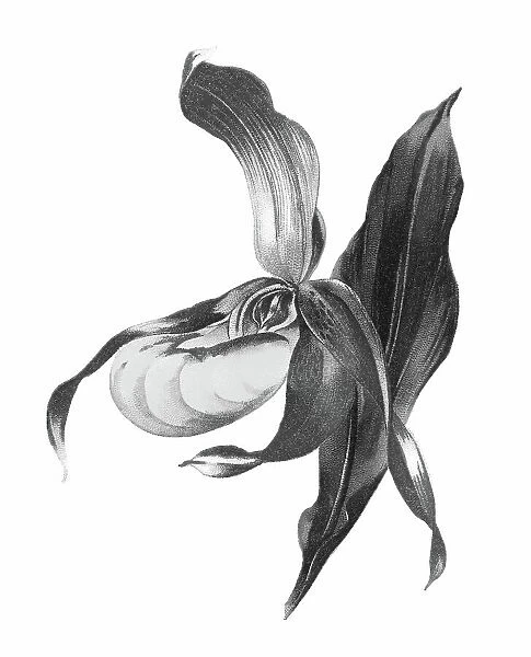 Old chromolithograph illustration of Botany, lady's-slipper orchid (Cypripedium calceolus)