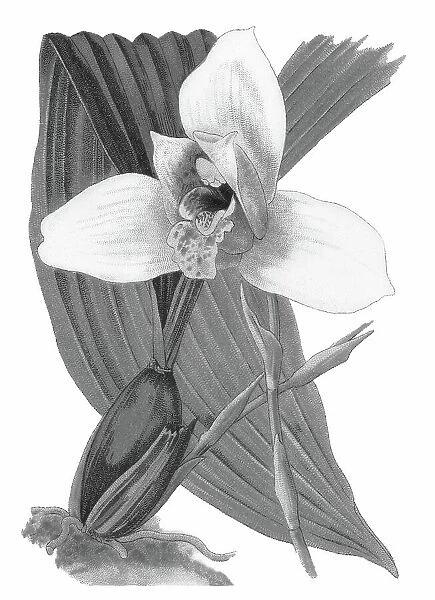 Old chromolithograph illustration of Botany, Lycaste skinneri or Lycaste virginalis - epiphyte orchid, resides in the south of Mexico, Guatemala, El Salvador and Honduras, at an average altitude of 1650 meters above sea level