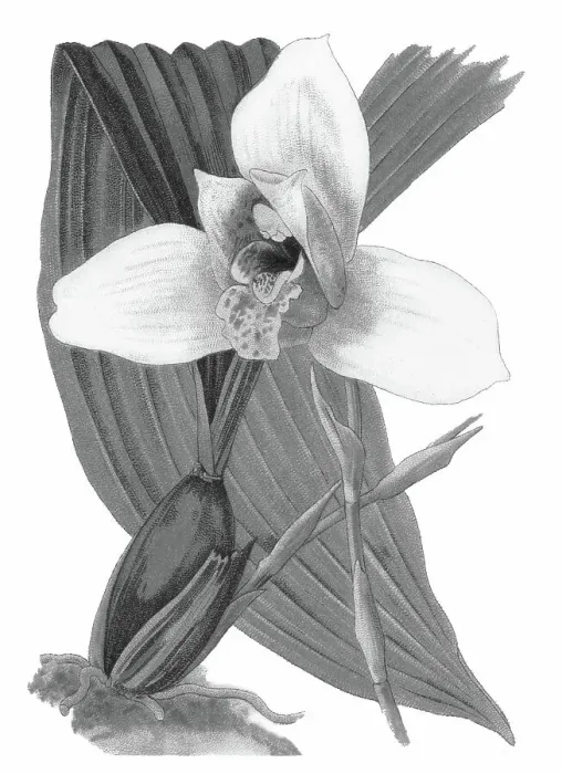 Framed Print : Old chromolithograph illustration of Botany, Lycaste skinneri or Lycaste virginalis - epiphyte orchid, resides in the south of Mexico, Guatemala, El Salvador and Honduras, at an average altitude of 1650 meters above sea level Framed Print : Old chromolithograph illustration of Botany, Lycaste skinneri or Lycaste virginalis - epiphyte orchid, resides in the south of Mexico, Guatemala, El Salvador and Honduras, at an average altitude of 1650 meters above sea level