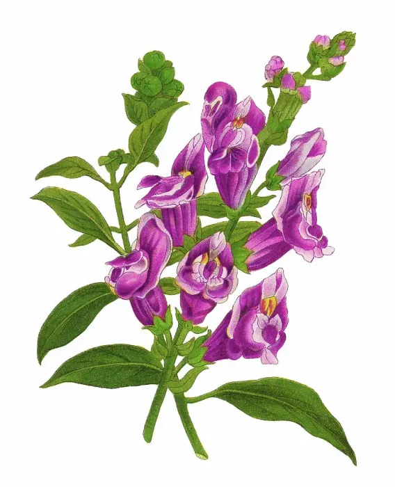 Framed Print : Old chromolithograph illustration of Botany, common snapdragon (Antirrhinum majus) Framed Print : Old chromolithograph illustration of Botany, common snapdragon (Antirrhinum majus)