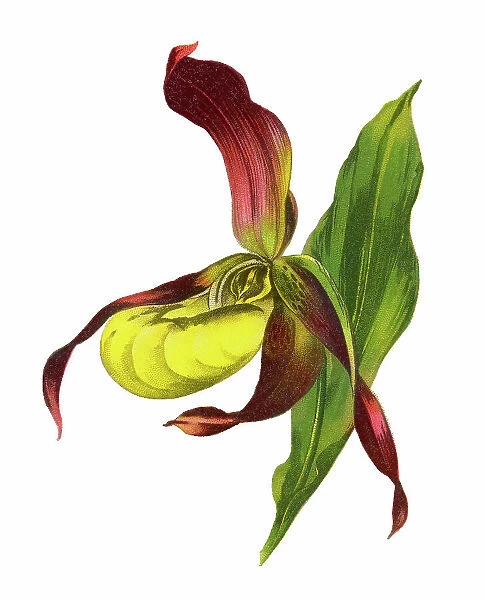 Old chromolithograph illustration of Botany, lady's-slipper orchid (Cypripedium calceolus)