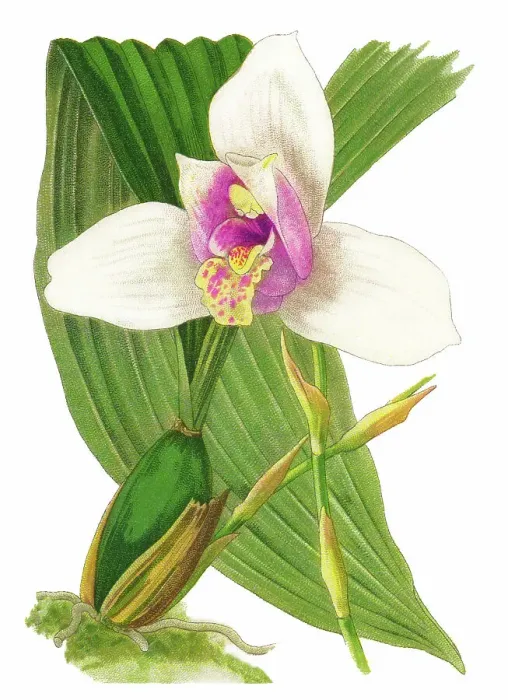 Framed Print : Old chromolithograph illustration of Botany, Lycaste skinneri or Lycaste virginalis - epiphyte orchid, resides in the south of Mexico, Guatemala, El Salvador and Honduras, at an average altitude of 1650 meters above sea level Framed Print : Old chromolithograph illustration of Botany, Lycaste skinneri or Lycaste virginalis - epiphyte orchid, resides in the south of Mexico, Guatemala, El Salvador and Honduras, at an average altitude of 1650 meters above sea level