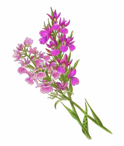 Old chromolithograph illustration of Botany, early-purple orchid, early spring orchis (Orchis mascula) and early marsh-orchid (Orchis latifolia)