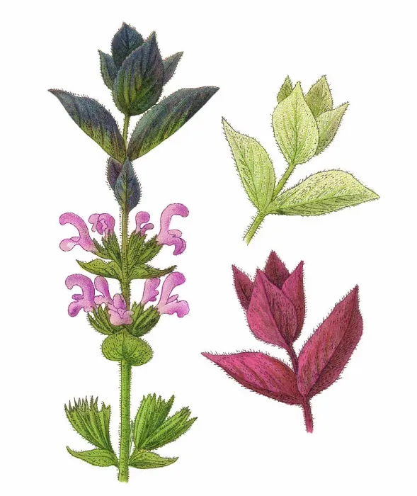 Framed Print : Old chromolithograph illustration of Botany, Tricolor Sage Plant (Salvia horminum) Framed Print : Old chromolithograph illustration of Botany, Tricolor Sage Plant (Salvia horminum)