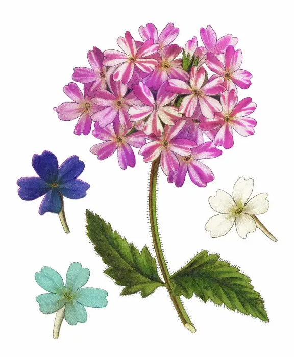 Framed Print : Old chromolithograph illustration of Botany, Verbena, vervain or verveine, a genus in the family Verbenaceae (Verbena x hybrida) Framed Print : Old chromolithograph illustration of Botany, Verbena, vervain or verveine, a genus in the family Verbenaceae (Verbena x hybrida)