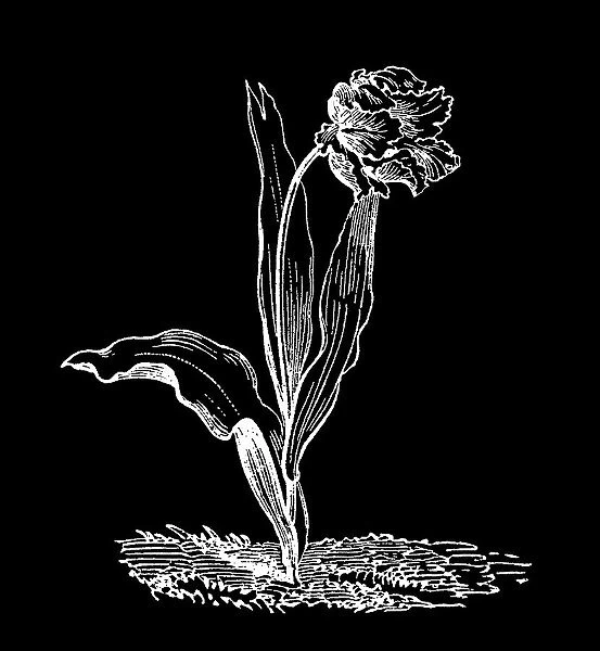 Old chromolithograph illustration of Botany, van Thol tulip, Schrenck's tulip (Tulipa suaveolens, Tulipa schrenkii)