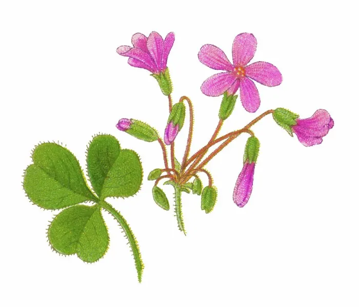 Framed Print : Old chromolithograph illustration of Botany, Oxalis floribunda Framed Print : Old chromolithograph illustration of Botany, Oxalis floribunda