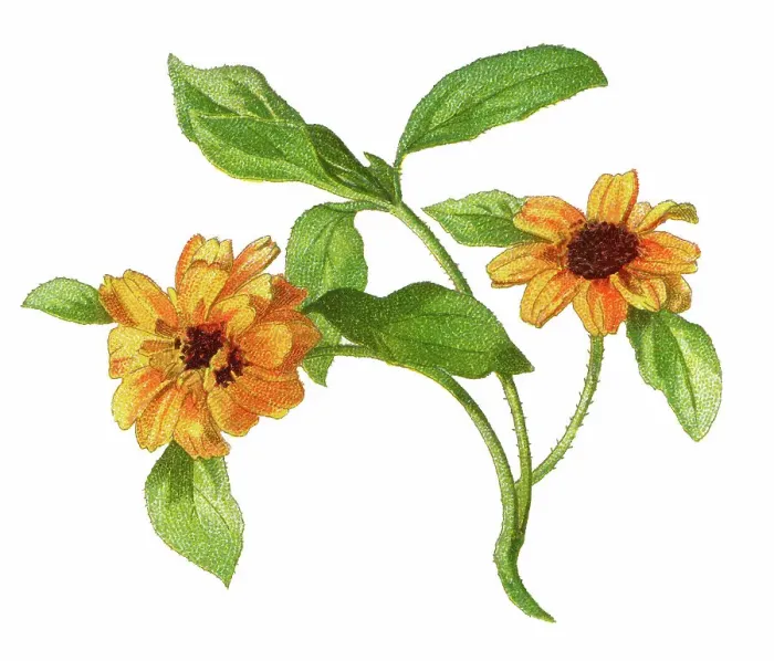 Framed Print : Old chromolithograph illustration of Botany, Mexican creeping zinnia (Sanvitalia procumbens) - plant of the genus Sanvitalia and a member of the family Asteraceae Framed Print : Old chromolithograph illustration of Botany, Mexican creeping zinnia (Sanvitalia procumbens) - plant of the genus Sanvitalia and a member of the family Asteraceae