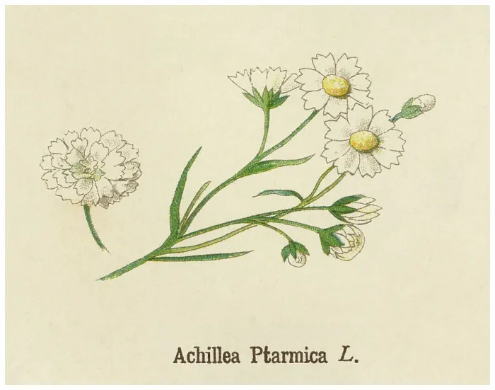 Framed Print : Old chromolithograph illustration of Botany, sneezewort, sneezeweed, bastard pellitory, European pellitory, fair-maid-of-France, goose tongue, sneezewort yarrow, wild pellitory or white tansy (Achillea ptarmica) Framed Print : Old chromolithograph illustration of Botany, sneezewort, sneezeweed, bastard pellitory, European pellitory, fair-maid-of-France, goose tongue, sneezewort yarrow, wild pellitory or white tansy (Achillea ptarmica)