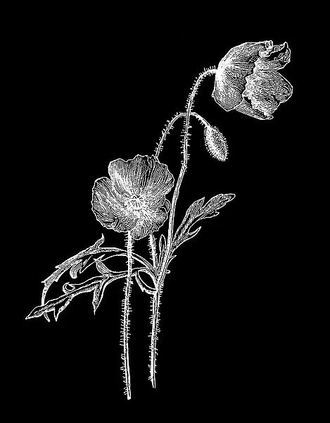 Old chromolithograph illustration of Botany, common poppy, corn poppy, corn rose, field poppy, Flanders poppy, and red poppy