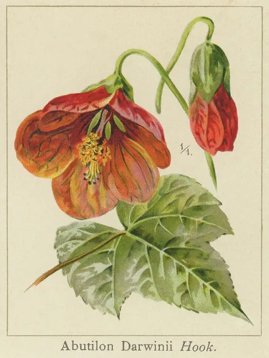 Framed Print : Old chromolithograph illustration of Botany, Callianthe darwinii (Abutilon darwinii Hook.f. or Abutilon darwinii var. trinerve), popular ornamental plant in hot regions with a humid climate