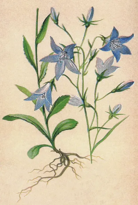 Framed Print : Old chromolithograph illustration of Botany, spreading bellflower (Campanula patula) a plant species of the genus Campanula Framed Print : Old chromolithograph illustration of Botany, spreading bellflower (Campanula patula) a plant species of the genus Campanula