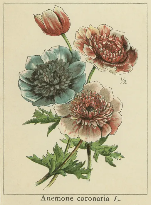Framed Print : Old chromolithograph illustration of Botany, the poppy anemone, Spanish marigold or windflower (Anemone coronaria) a species of flowering plant in the buttercup family Ranunculaceae, native to the Mediterranean region Framed Print : Old chromolithograph illustration of Botany, the poppy anemone, Spanish marigold or windflower (Anemone coronaria) a species of flowering plant in the buttercup family Ranunculaceae, native to the Mediterranean region
