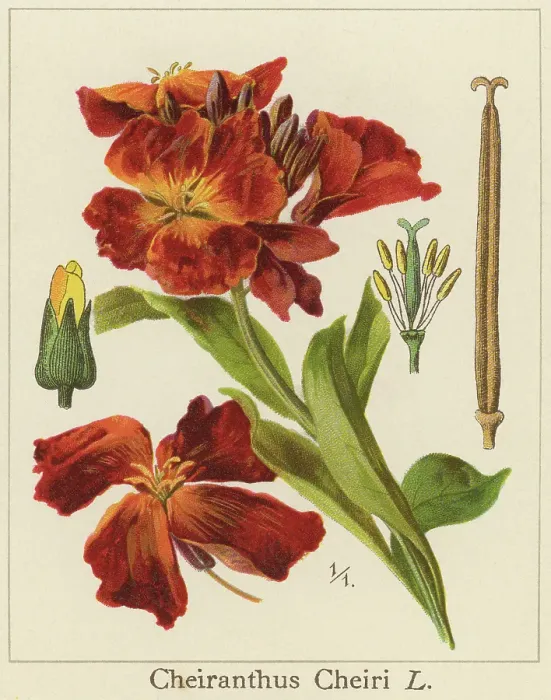 Framed Print : Old chromolithograph illustration of Botany, Erysimum cheiri or Cheiranthus cheiri - wallflower, flowering plant in the family Brassicaceae (Cruciferae), native to Greece Framed Print : Old chromolithograph illustration of Botany, Erysimum cheiri or Cheiranthus cheiri - wallflower, flowering plant in the family Brassicaceae (Cruciferae), native to Greece