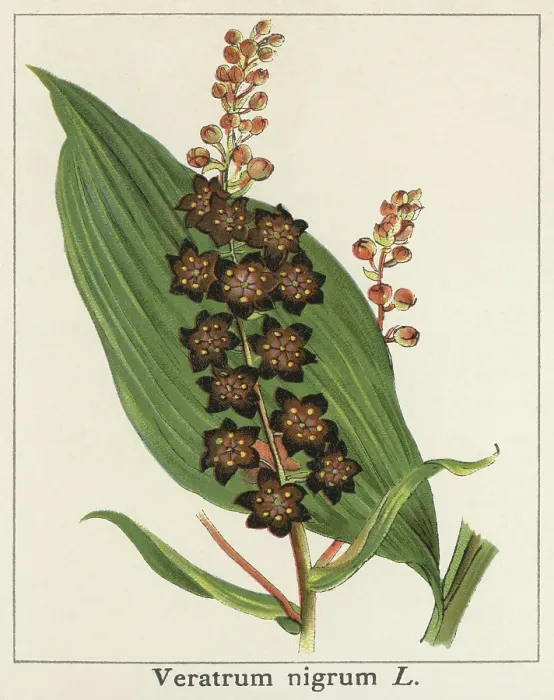 Framed Print : Old chromolithograph illustration of Botany, black false hellebore (Veratrum nigrum)