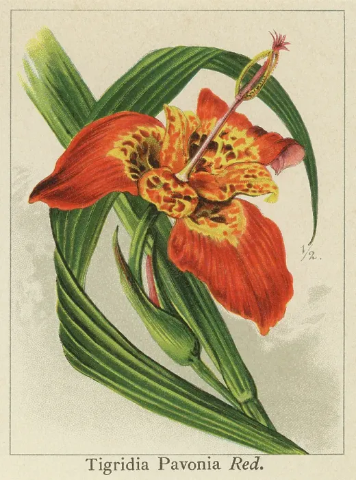 Framed Print : Old chromolithograph illustration of Botany, jockey's cap lily, Mexican shellflower, peacock flower, tiger iris, and tiger flower (Tigridia pavonia) Framed Print : Old chromolithograph illustration of Botany, jockey's cap lily, Mexican shellflower, peacock flower, tiger iris, and tiger flower (Tigridia pavonia)