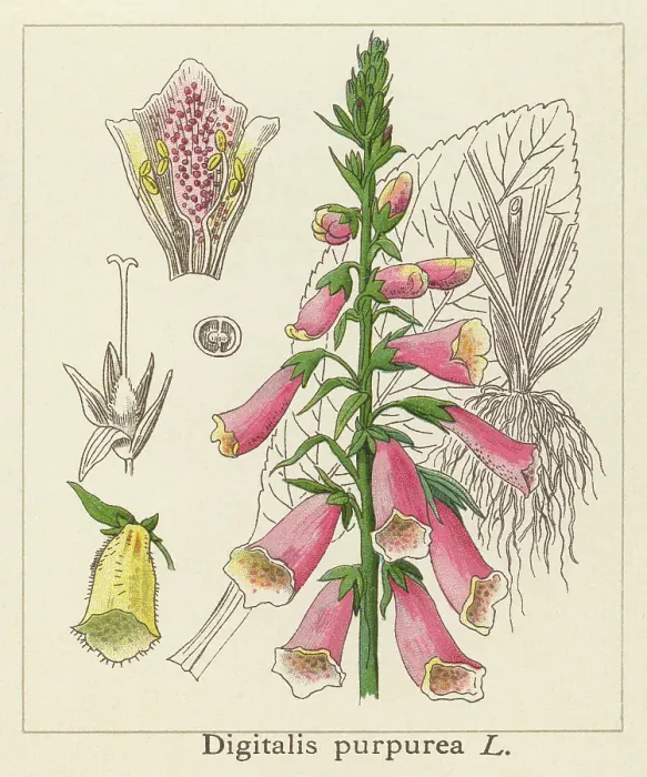 Framed Print : Old chromolithograph illustration of Botany, Lady's glove, foxglove or common foxglove (Digitalis purpurea) Framed Print : Old chromolithograph illustration of Botany, Lady's glove, foxglove or common foxglove (Digitalis purpurea)
