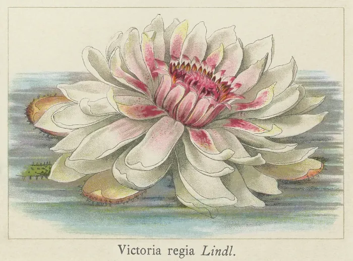 Victoria amazonica Water Lily Print - Botanical Illustration. Art