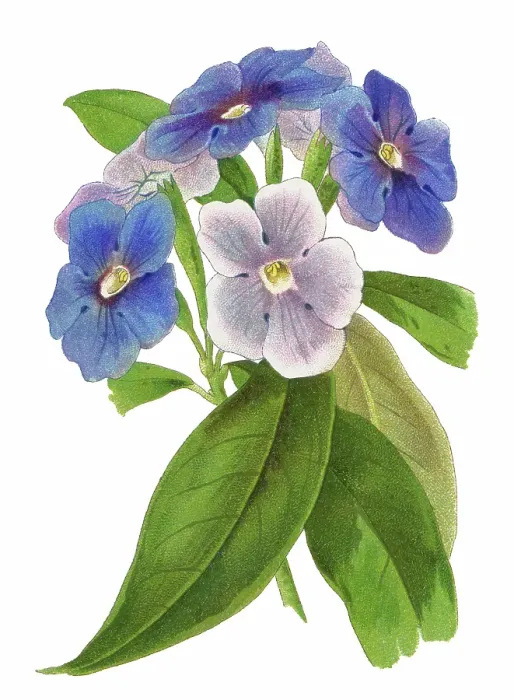 Framed Print : Old chromolithograph illustration of Botany, today, tomorrow together, morning-noon-and-night, kiss me quick or Brazil raintree (Brunfelsia pauciflora) Framed Print : Old chromolithograph illustration of Botany, today, tomorrow together, morning-noon-and-night, kiss me quick or Brazil raintree (Brunfelsia pauciflora)