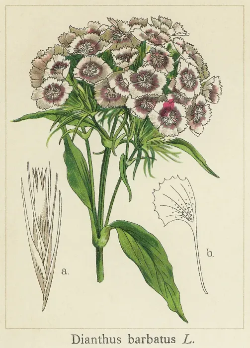 Framed Print : Old chromolithograph illustration of Botany, sweet William (Dianthus barbatus)