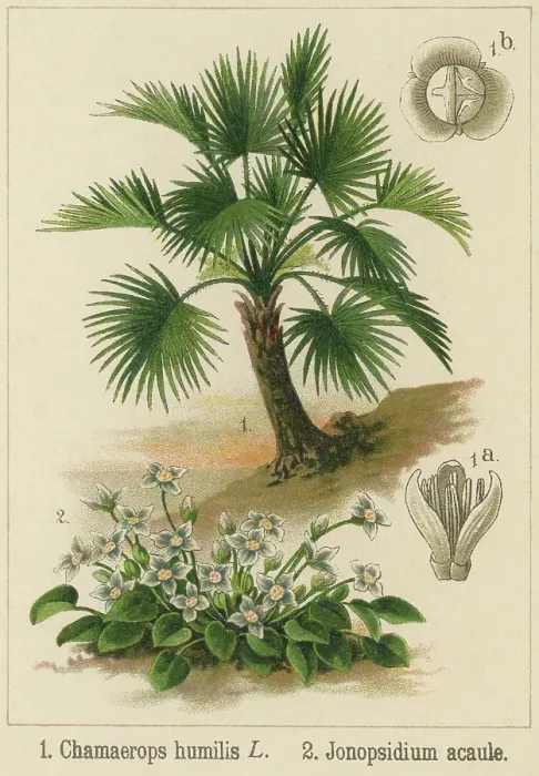 Framed Print : Old chromolithograph illustration of Botany, European fan palm or the Mediterranean dwarf palm (Chamaerops humilis) a genus of flowering plants in the family Arecaceae and Jonopsidium acaule Framed Print : Old chromolithograph illustration of Botany, European fan palm or the Mediterranean dwarf palm (Chamaerops humilis) a genus of flowering plants in the family Arecaceae and Jonopsidium acaule
