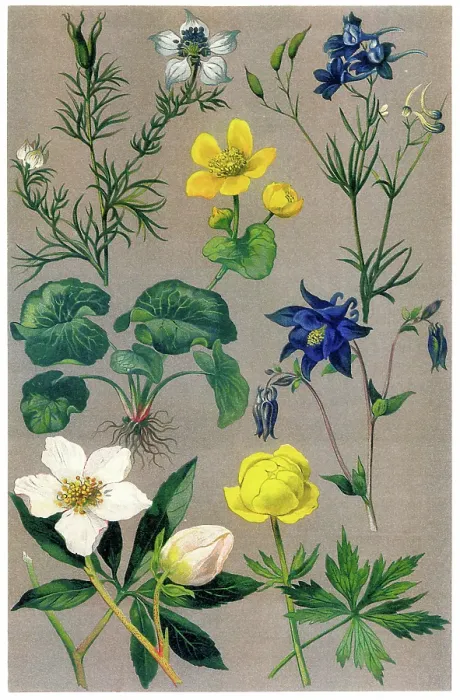 Framed Print : Old chromolithograph illustration of Botany, Ranunculaceae, buttercup or crowfoot family - a family of over 2, 000 known species of flowering plants in 43 genera, distributed worldwide Framed Print : Old chromolithograph illustration of Botany, Ranunculaceae, buttercup or crowfoot family - a family of over 2, 000 known species of flowering plants in 43 genera, distributed worldwide