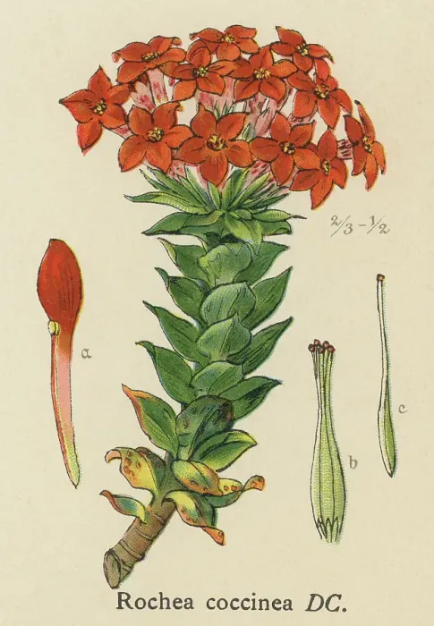 Framed Print : Old chromolithograph illustration of Botany, scarlet crassula (Crassula coccinea or Rochea Coccinea) Framed Print : Old chromolithograph illustration of Botany, scarlet crassula (Crassula coccinea or Rochea Coccinea)