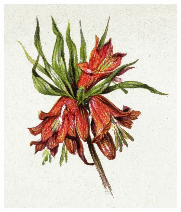 Framed Print : Old chromolithograph illustration of Botany, Crown imperial, imperial fritillary or Kaiser's crown (Fritillaria imperialis rubra)