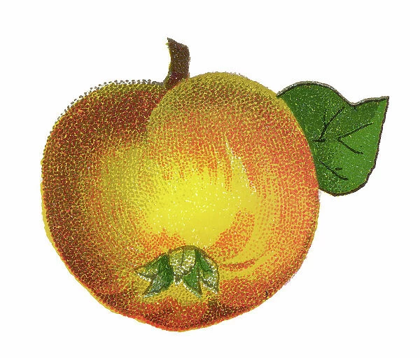 Old chromolithograph illustration of Botany - the quince (Cydonia oblonga), the sole member of the genus Cydonia in the Malinae subtribe (which also contains apples and pears, among other fruits) of the Rosaceae family