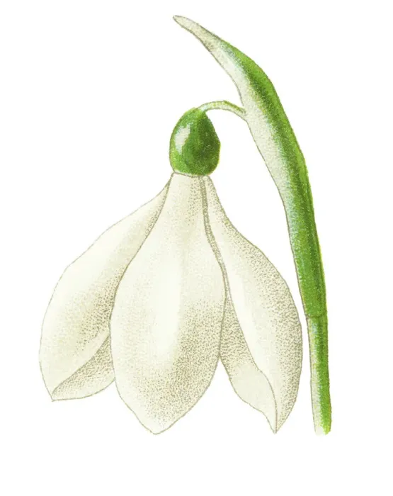 Framed Print : Old chromolithograph illustration of Botany, Snowdrop Framed Print : Old chromolithograph illustration of Botany, Snowdrop