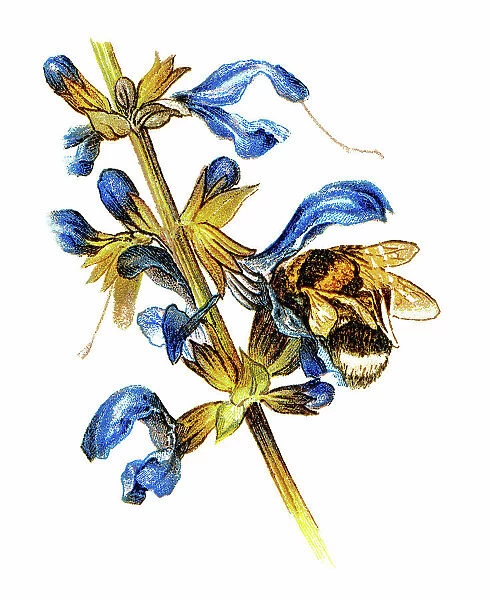 Old chromolithograph illustration of bumblebee