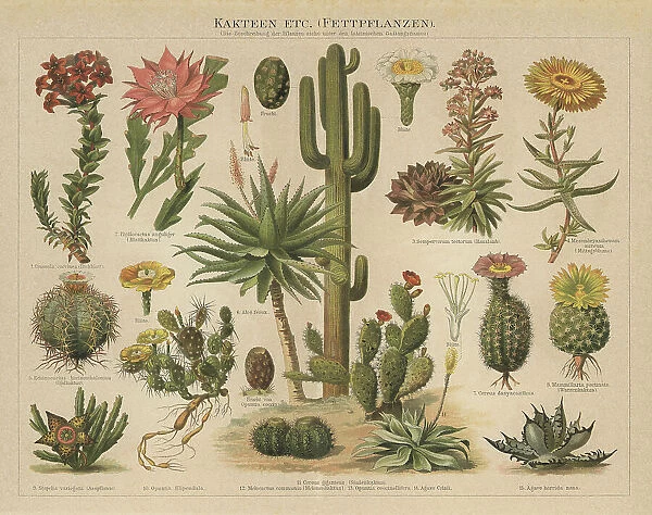 Old chromolithograph illustration of cacti