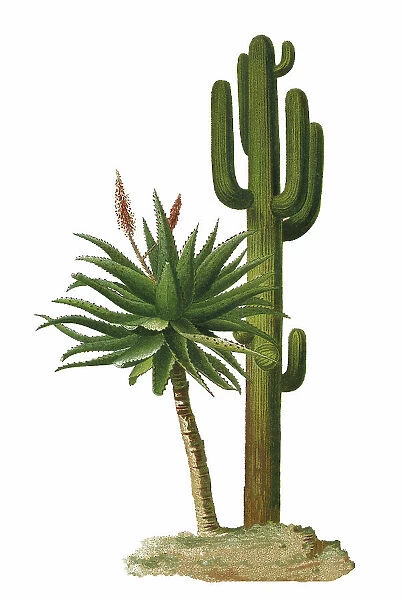 Old chromolithograph illustration of cacti - Saguaro (Carnegiea gigantea, Cereus giganteus)