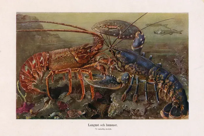 Framed Print : Old chromolithograph illustration (color lithography) early 20th century Framed Print : Old chromolithograph illustration (color lithography) early 20th century