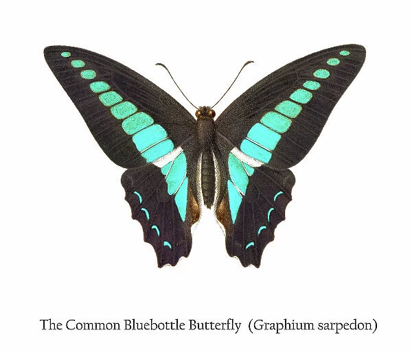 Old chromolithograph illustration of the Common Bluebottle Butterfly (Graphium sarpedon)
