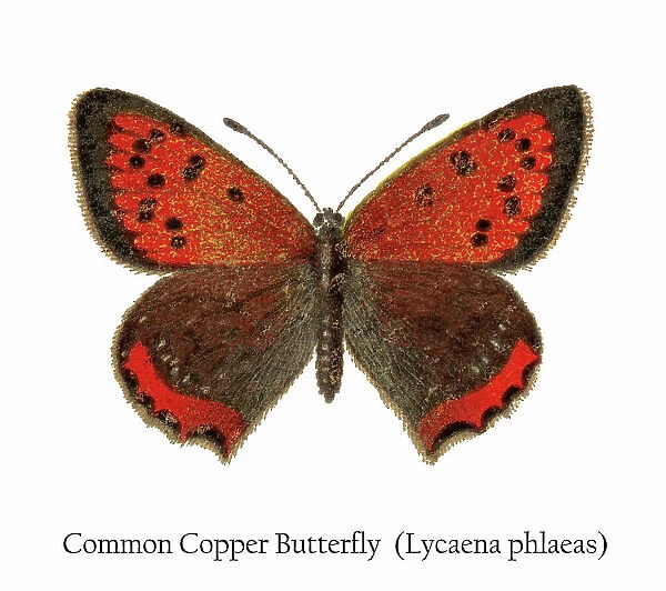 Old chromolithograph illustration of Common Copper Butterfly (Lycaena phlaeas)