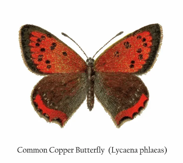 Framed Print : Old chromolithograph illustration of Common Copper Butterfly (Lycaena phlaeas) Framed Print : Old chromolithograph illustration of Common Copper Butterfly (Lycaena phlaeas)