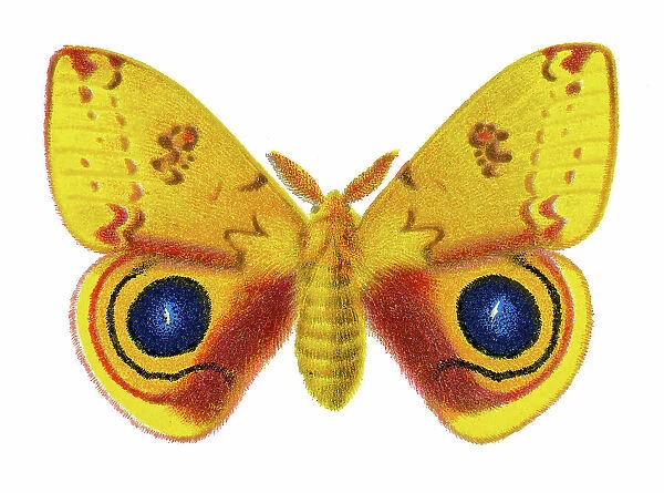 Old chromolithograph illustration of Corn Hyperchira Io Moth